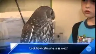 Calm Owl sees things