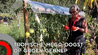 Hete zomer zorgt voor tropische mega-oogst op Groen Gennep
