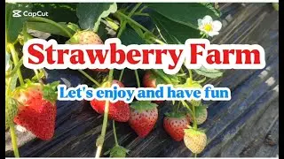 Strawberry Farm / Picking strawberry