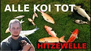 Hitzewelle: Alle Koi tot - Teich hat &uuml;ber 29&deg;C