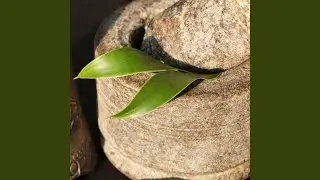 Healing Leaf