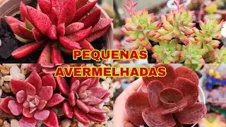 12 - SUCULENTAS PEQUENAS AVERMELHADAS DE FÁCIL CULTIVO E SUAS IDENTIFICAÇÕES.
