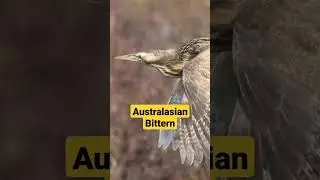 Australasian Bittern