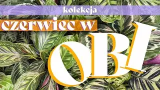 🛒🌱 Pnącza w śmiesznych cenach! Przegląd OBI | houseplant shopping