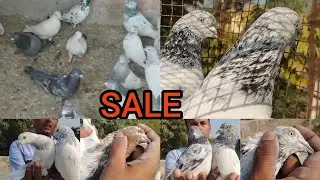 SIKHENDAR BHAI'S PIGEON SALE NO:- 8932898830