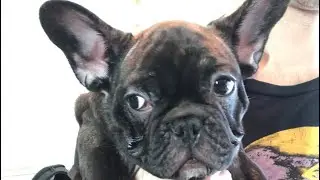 The Duffy aka Frenchie Travel Bag