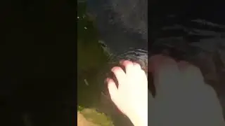 Can I catch THIS #newt?