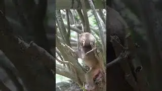 何度でも繰り返して見てしまうドヤ顔のコダマ君映像（生後10日目くらい）　#monkey #赤ちゃん  #shorts