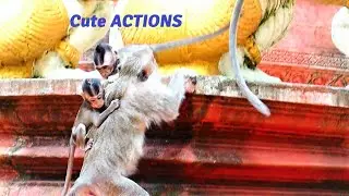 Cute Animal Monkeys Perform Really Cute And Lovely Actions With Supervising Of Parents