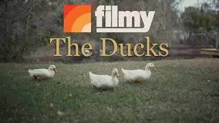 The Ducks // Ronin 4D 6K + Sirui VP 50mm // Filmy Powergrade