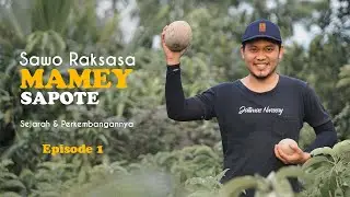 Mamey Sapote, Buah Sawo Raksasa Asal Mexico dan Sejarahnya