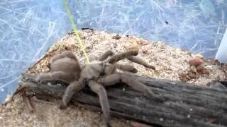 Rattlesnake Tarantula