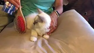 Ragdoll kitten - pampering our kitty with dual side massage Brush from Pat Inc
