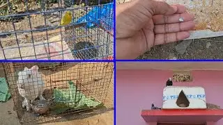 Jevra Fenches ne Ande de diye or wo bhi tut geya 😢 | Pets Vlogs | Love Birds | Daily Routine 