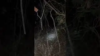 Smell of rot at donkey lady bride #ghosts #paranormal #ghosthunting #hauntedbridge #spider