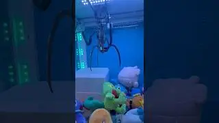 Catching Pokemon, Treecko!