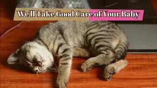 Diamonds in the Ruff Pet Resort and Salon - Cats are Welcome!