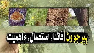 Babul Tree (Acacia Nilotica) &ndash; Benefits, Uses & Natural Importance