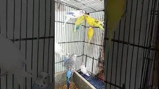 Budgies ( Australian ) #birds #bird #lover  #parrot #birdcall #birdsong #4kbirds #birdsound #budgies