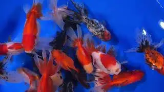 Large Mixed Premium Oranda Goldfish from Blue RIdge Koi