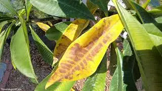 PLUMERIA Plant Care: Leaves turning YELLOW and FALLING OFF Tips / Growing Frangipani Hawaii Garden