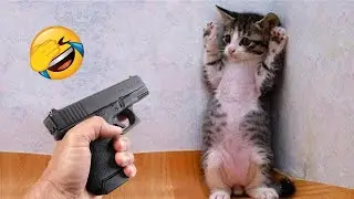Самые смешные видео с кошками и собаками 😹 | Смешные видео с животными 2025 года