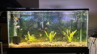 Angel Fish Aquarium Hobby #goldfish #angelfish #pleco #clownfish #aquariumhobby #aquarium 