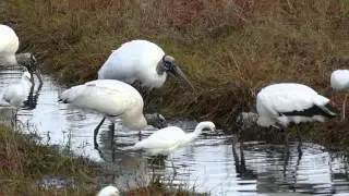 Wood Stork Feeding Strategy
