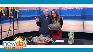 Why you'll want to plant a Lamb&rsquo;s Ear in your garden - New Day NW