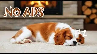 12 Hours of Calming Music for Dogs NO ADS 🐶 Dog TV - Relaxing Dog Videos