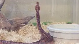 BEGINNING SNAKE OWNER UPDATE: Stargazing, Weird Sneezing?