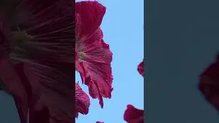 Windwiegen der Stockmalve (Alcea rosea)