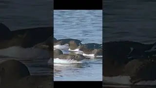 Flying penguins, agile hunters on land, sea, and air#wildlife #shorts #nature #animals