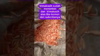 cara berkebun timun,menumbuhkan benih timun yg mau di tanam#tutorial #cara #pertanian #@Aria-y82 