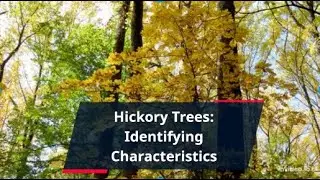 Hickory Tree: Identifying Characteristics, Types And Uses