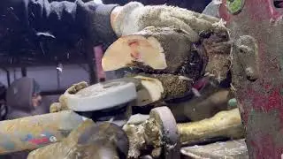 Sole Ulcer on a Cows Hoof - What causes them?