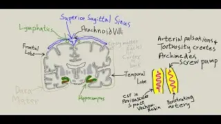 Glymphatic system = how brain cleans itself