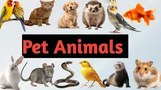 Pet Animals Names | 20 Pet Animals Names for Kids | Learn Domestic Animals Name in English with pic