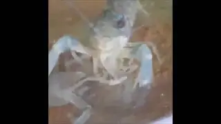 Cannibalism of Decapod Crustaceans and Implications for Their Aquaculture
