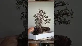 Bonsai de Ficus Microcarpa (Bonsaista M&aacute;rcia Ribeiro)