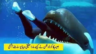 best dolphin orca viral videos || Jessica Radcliffe truth behind video ? orca dolphin epic viral 