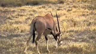 Beisa Oryx