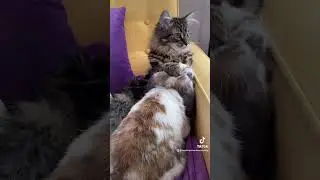 Kitten and bunny are best friends