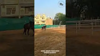Horse Riding Fun in Jaipur!  | Heaven Equestrian Sports Academy Jaipur