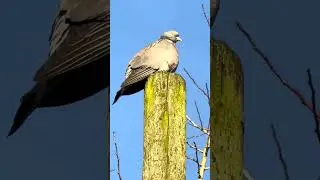 Pigeon on a pole, Beverley #beverley #pigeon #naturalsounds #urbanwalk #january2026 #urbanbird