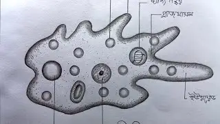 প্রাণী কোষ অ্যামিবা পর্যবেক্ষণ চিত্র অংকন || Animal cell amoeba observations drawing || অ্যামিবা