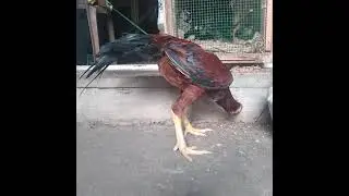 Zam Zam Pets Srilanka 🇱🇰❤🇵🇰