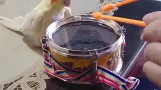 This bird loves drum so much