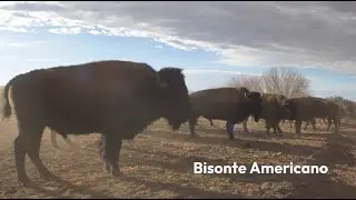 🌎 BISONTE AMERICANO: GIGANTE QUE REGENERA ECOSISTEMAS