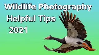 Wildlife Photography Helpful Tips 2021